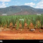 Sisal Scommesse: Analisi Tecnica Esaustiva di Slot Online, Bonus e Sicurezza &ndash; Guida Aggiornata